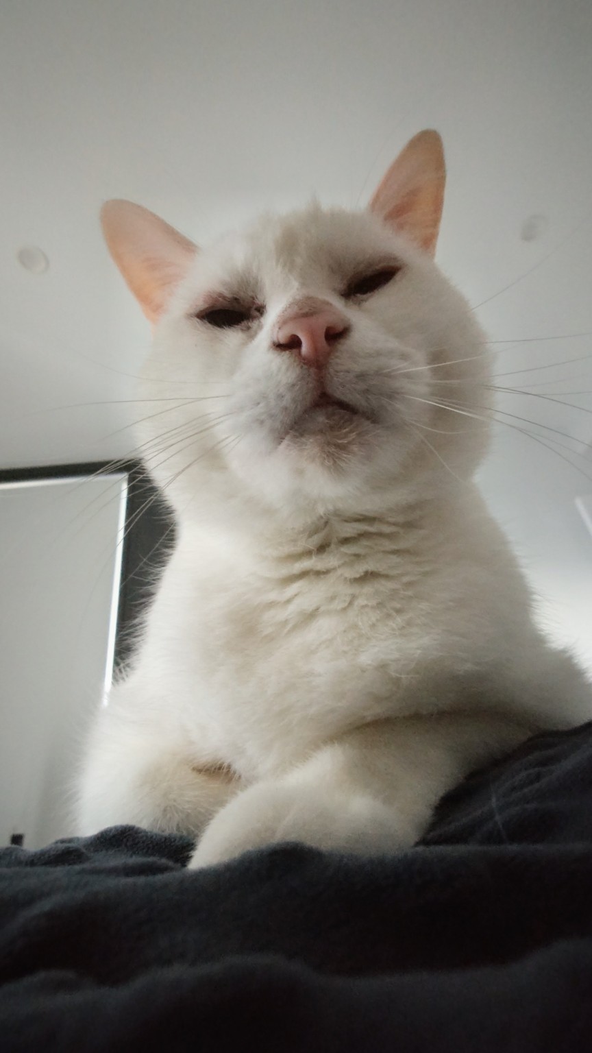 A close-up of Piru's sleepy face and pink nose.