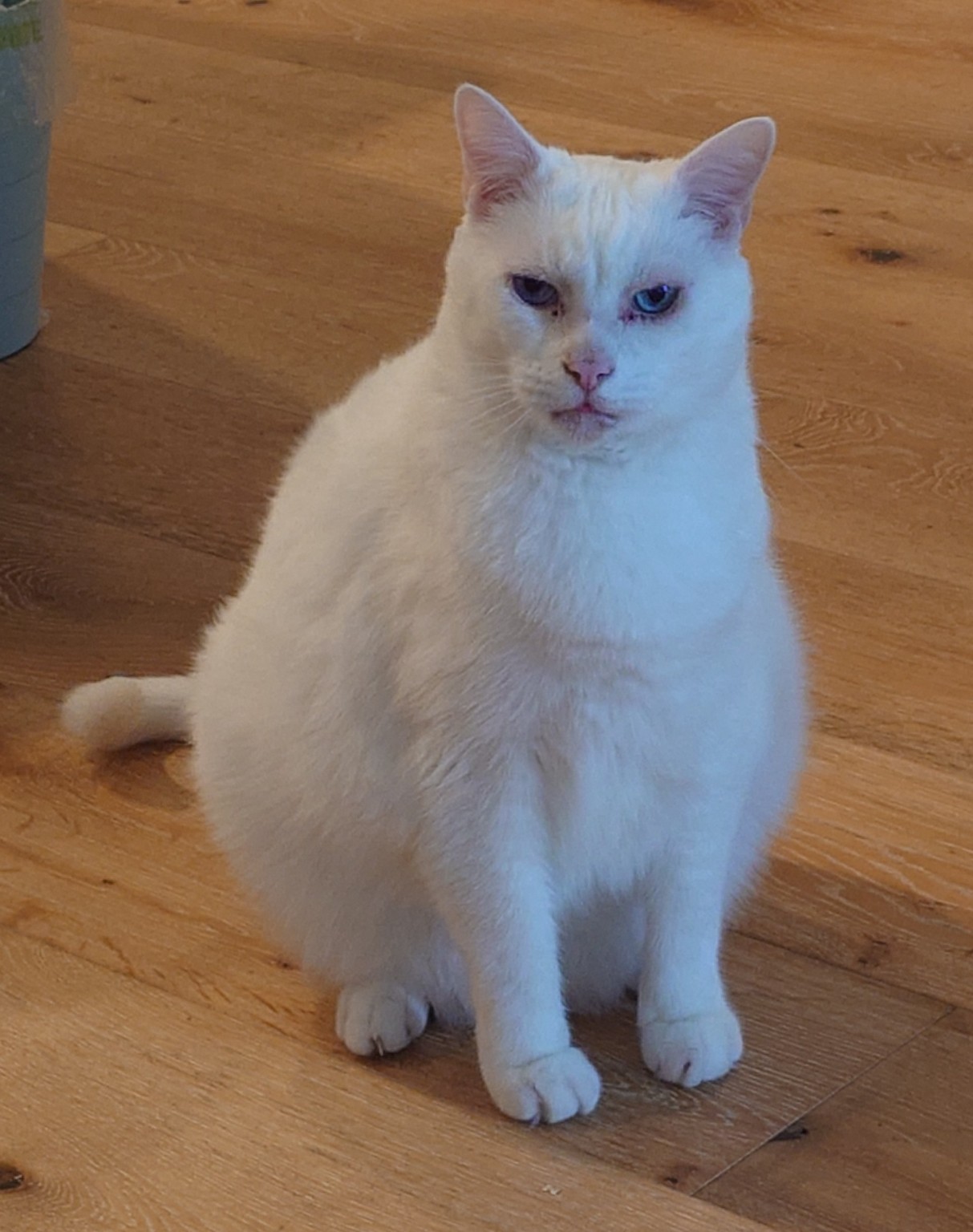 Piru, our white cat with blue eyes, sitting with a serious expression.