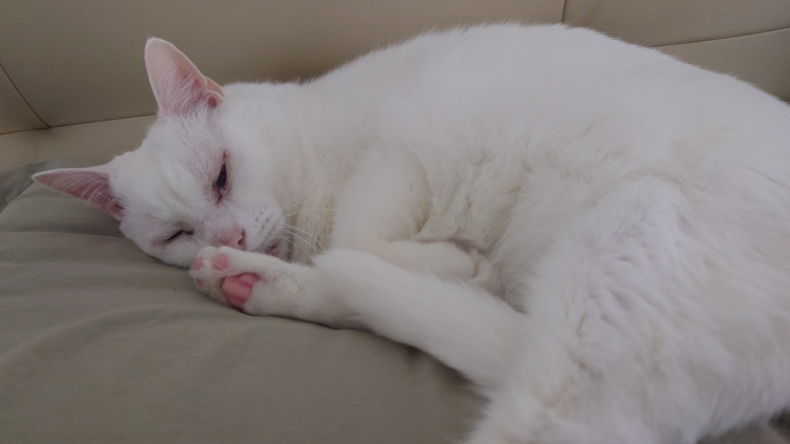 Piru curled on the sofa with his pink paw pads tucked by his nose.